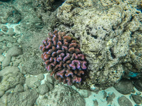 Sharks Cove Snorkeling Oahu Hawaii North Shore — Fotografia de Stock