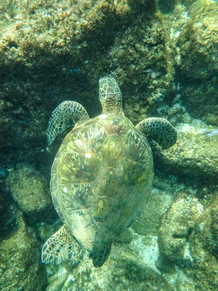 Sharks Cove Snorkeling Oahu Hawaii North Shore — стоковое фото