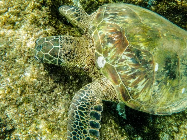 Sharks Cove Snorkeling Oahu Hawaii North Shore — стоковое фото