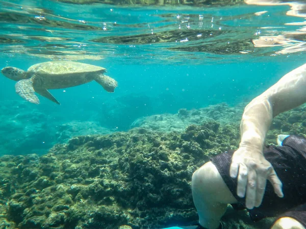 Sharks Cove Snorkeling Oahu Hawaii North Shore — ストック写真