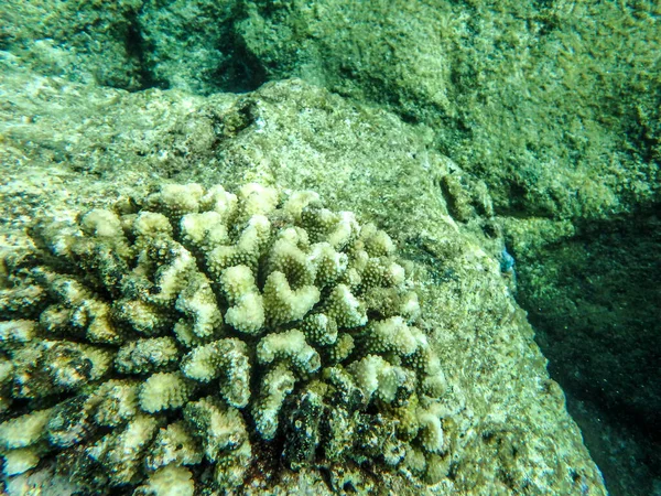 Sharks Cove Snorkeling Oahu Hawaii North Shore — ストック写真