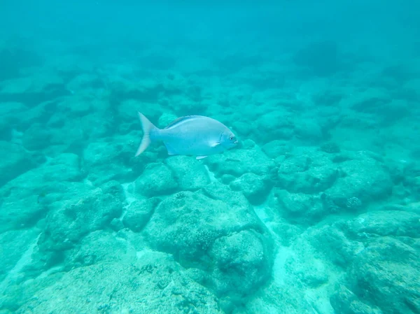 Sharks Cove Snorkeling Oahu Hawaii North Shore — Foto Stock
