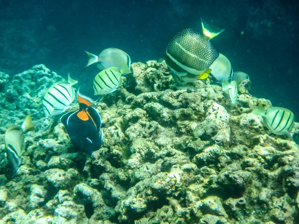 Sharks Cove Snorkeling Oahu Hawaii North Shore — стоковое фото