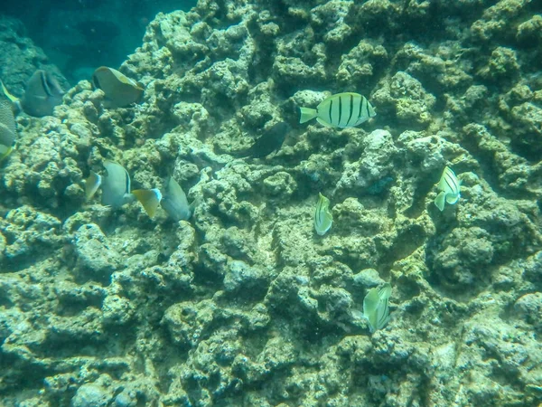 Sharks Cove Snorkeling Oahu Hawaii North Shore — Foto Stock