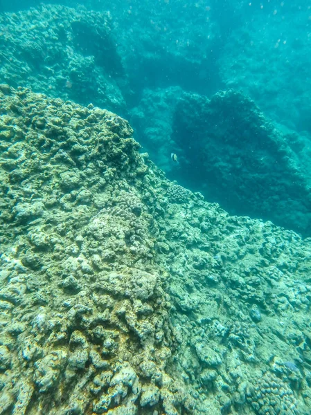 Акул Бухти Снорклінгу Оаху Гаваї Північний Берег — стокове фото
