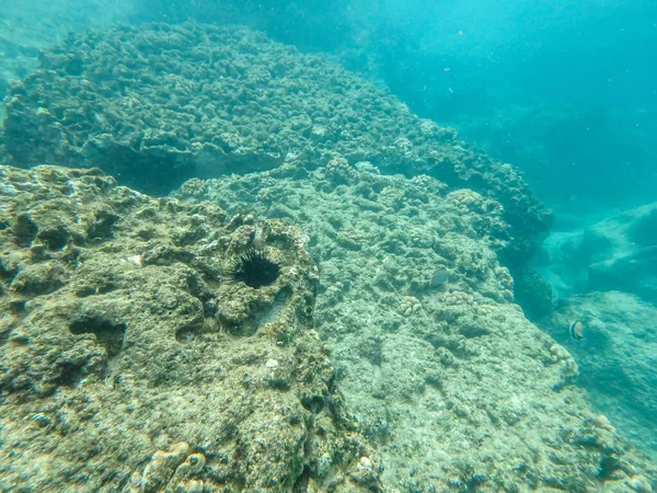 Snokeling Kulailai Bay Oahu Hawaii West Coast — стоковое фото