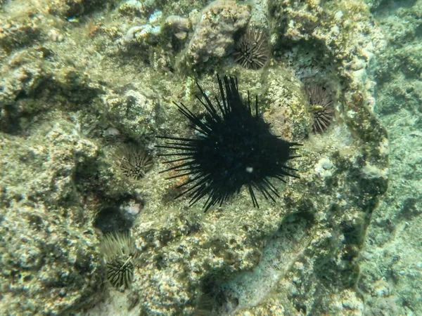 Snokeling Kulailai Bay Oahu Hawaii West Coast — Foto de Stock