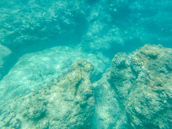 Snokeling Der Kulailai Bay Auf Hawaii Westküste — Stockfoto