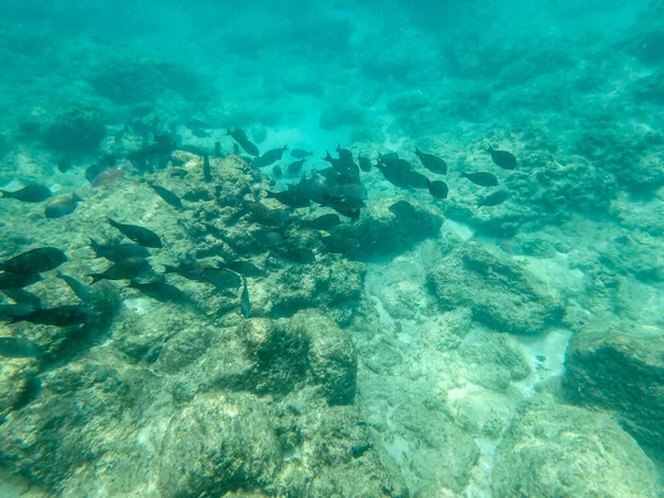 Haaien Inham Snorkelen Oahu Hawaii Noordkust — Stockfoto
