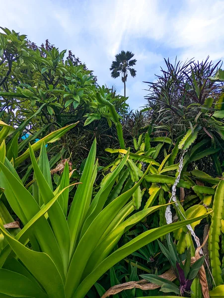 Detailní Pohled Zelené Pandanus Veitchii Stonky Listy Rostoucí Prázdném Poli — Stock fotografie