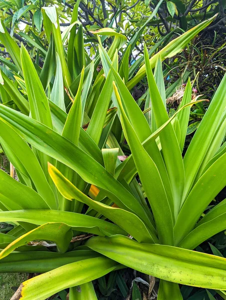 Vista Cerca Los Tallos Hojas Verdes Pandanus Veitchii Que Crecen — Foto de Stock