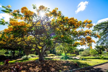 Waikiki Hawaii civarındaki parkta doğa ve bitkiler.