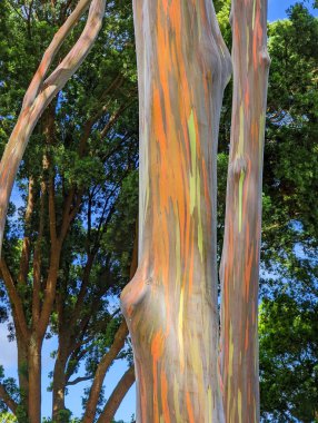 Wahiawa, Oahu, Hawaii, Usa 'daki Dole ananas çiftliği.