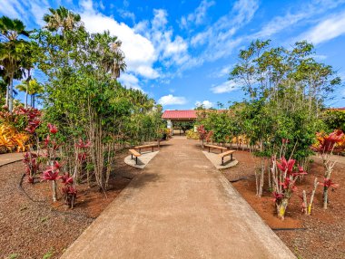 Wahiawa, Oahu, Hawaii, Usa 'daki Dole ananas çiftliği.