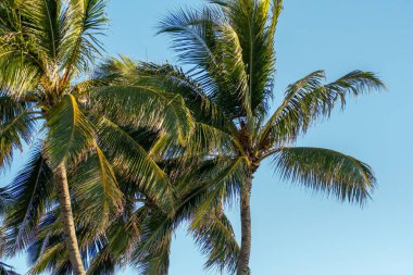 Hawaii adalarında görülen palmiye ağaçları