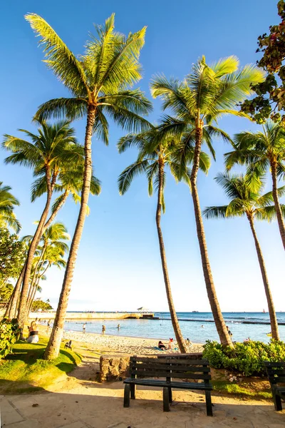 Palmy Jak Vidět Kolem Havajských Ostrovů — Stock fotografie