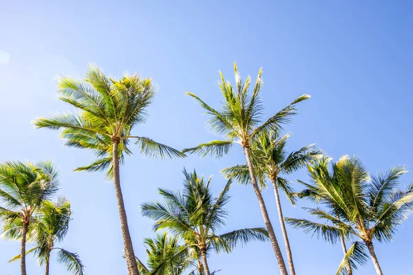 Пальмы Видно Вокруг Гавайских Островов — стоковое фото
