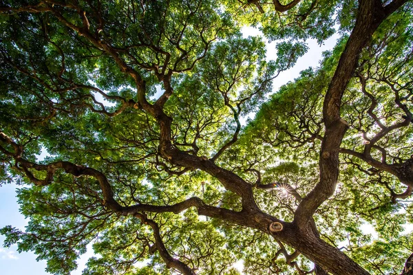 Natur Och Växter Parken Runt Midjan Hawaii — Stockfoto