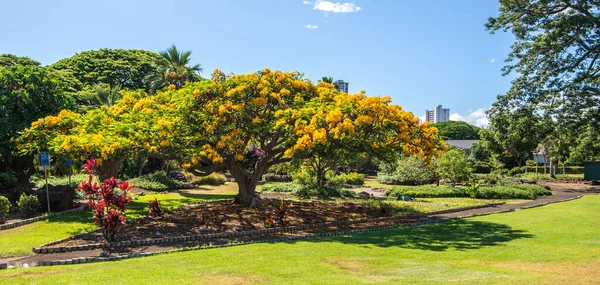 Nature Plantes Dans Parc Autour Waikiki Hawaii — Photo