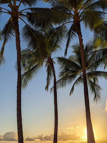 Palm Trees Seen Hawaii Islands — Stock Photo, Image