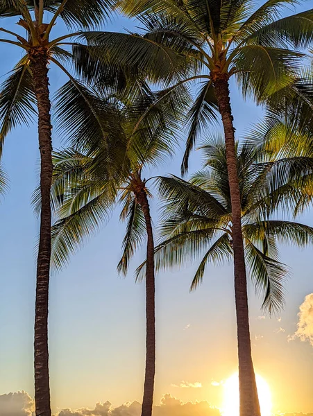 Palmeras Vistas Alrededor Las Islas Hawaii — Foto de Stock