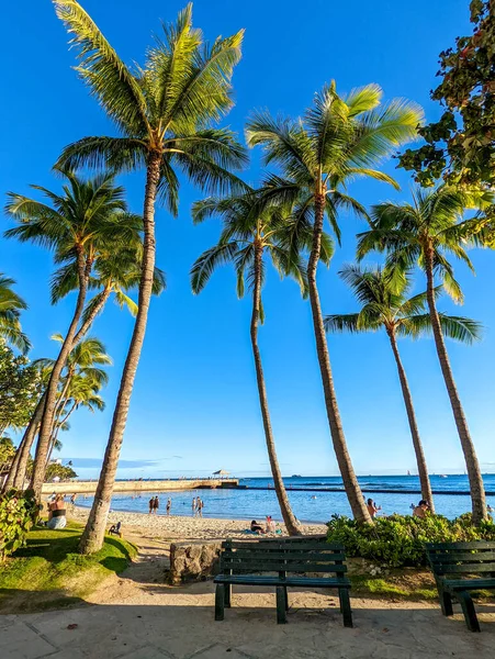 Palmbomen Gezien Rond Hawaii Eilanden — Stockfoto