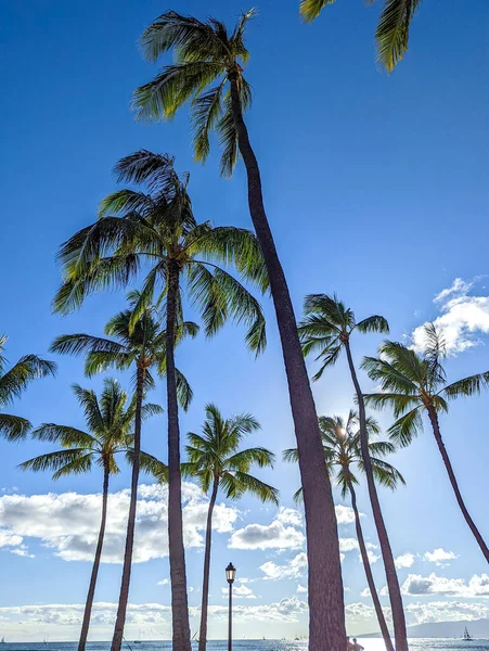 Palmeras Vistas Alrededor Las Islas Hawaii — Foto de Stock
