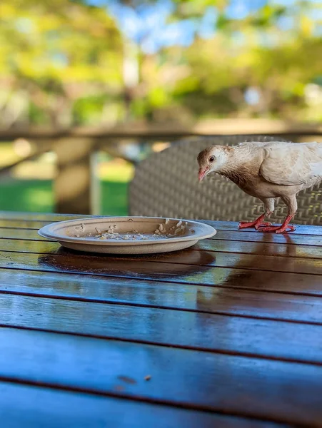 pigeons eating food at restaurant in hawaii
