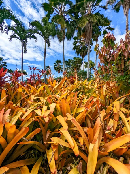 Plantação Abacaxi Wahiawa Oahu Hawaii Eua — Fotografia de Stock