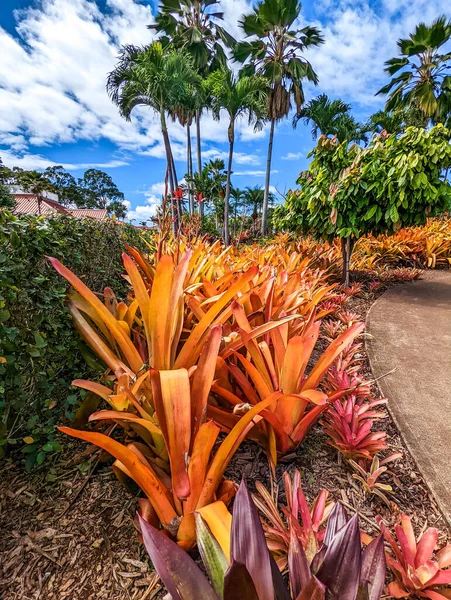 Dole Plantación Piña Wahiawa Oahu Hawaii —  Fotos de Stock