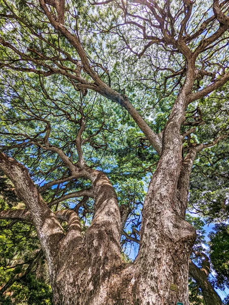 Paisagem Wimea Jardim Botânico Oahu Hawaii — Fotografia de Stock