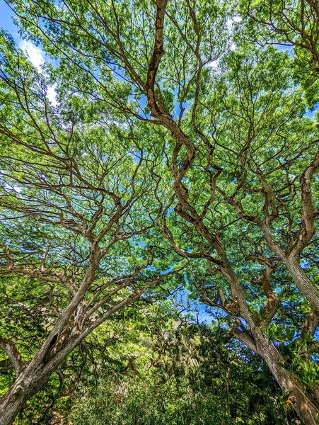 Paisaje Jardín Botánico Wimea Oahu Hawaii — Foto de Stock