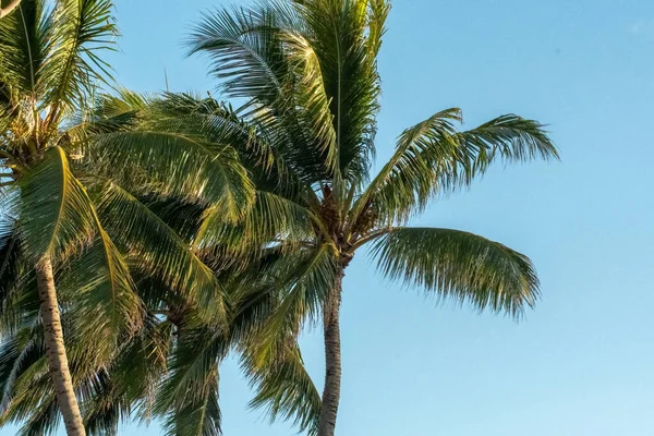 Pálmafák Hawaii Szigetek Körül — Stock Fotó