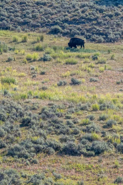 Malerische Ausblicke Rund Den Yeallowstone Nationalpark Wyoming Und Montana — Stockfoto