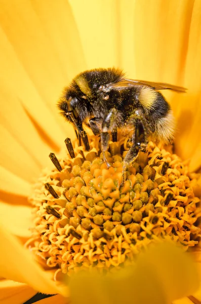 Bestuiving Door Een Hommel Van Een Bloem Close Bestuiving Van Rechtenvrije Stockafbeeldingen