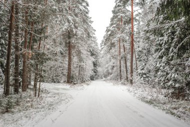 Ormanda karla kaplı yol. Güzel kış ormanı manzarası