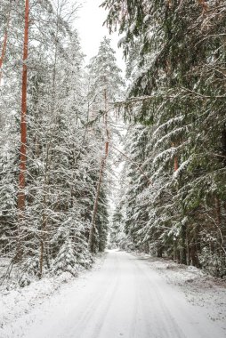 Karlı bir ormanda yol. Karlı önlerden oluşan güzel bir manzara