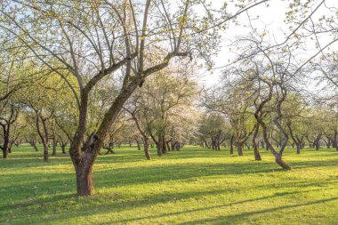 Eski ağaçlarla dolu güzel bir park. Güneşli bir gün. Gün doğumu.