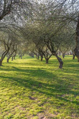 Eski ağaçlarla dolu güzel bir park. Güneşli bir gün. Gün doğumu.