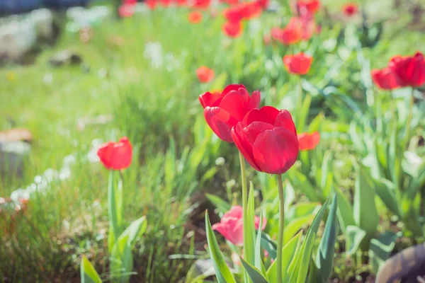 Abondance Tulipes Rouges Dans Prairie Fleurs Fleurissent — Photo