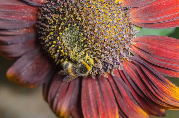 Bumblebee Kryper Stor Röd Blomma Djurliv — Stockfoto