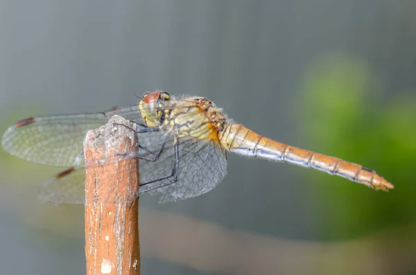 Libelle Sitzt Auf Einem Baumstamm Selektiver Fokus — Stockfoto