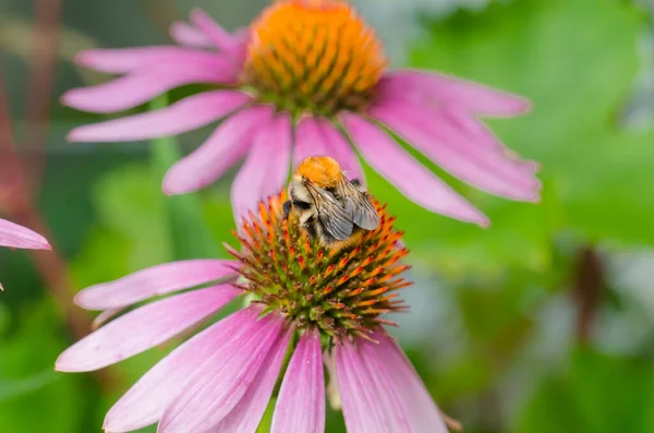 Bumblebee Polinizando Flor Equinácea Insetos Jardim — Fotografia de Stock