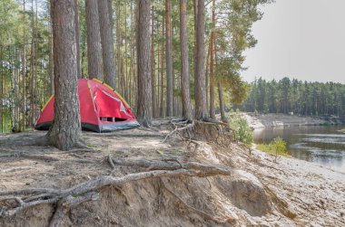 Nehrin yüksek kıyısında çamların arasında kırmızı çadır. Güzel manzara.