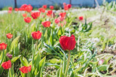Çayırda bolca kırmızı lale var. Çiçekler açar.