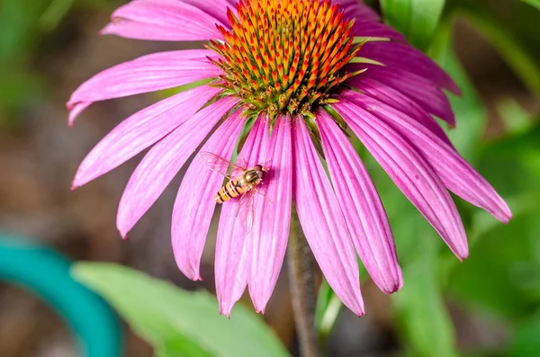 Striped Fly Sits Echinacea Flower Insect Theme Gardening — Stock Photo, Image