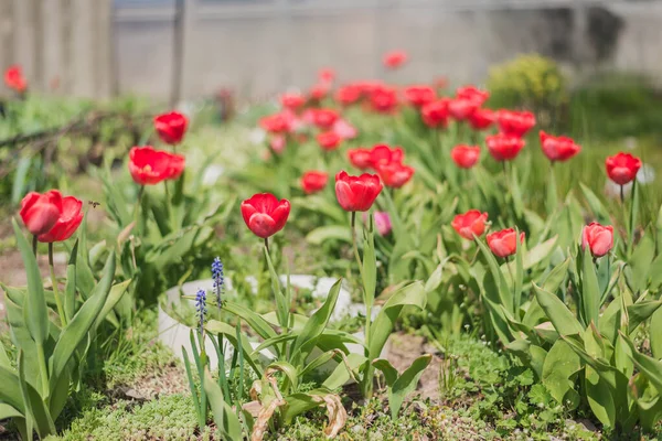 Kelimpahan Tulip Merah Padang Rumput Bunganya Mekar Stok Gambar Bebas Royalti