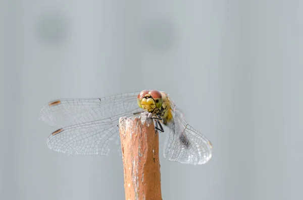 Libelle Sitzt Auf Einer Weißen Oberfläche Nahaufnahme — Stockfoto