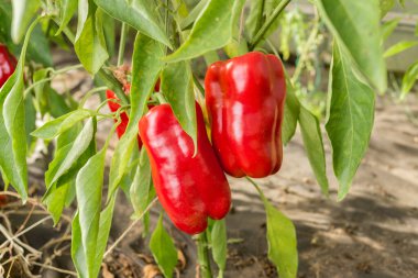 Kırmızıbiber hasadı çalıların üzerinde olgunlaşıyor. Tarım.