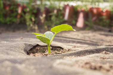 Bitki topraktan çıkar. Bahçede tarım.
